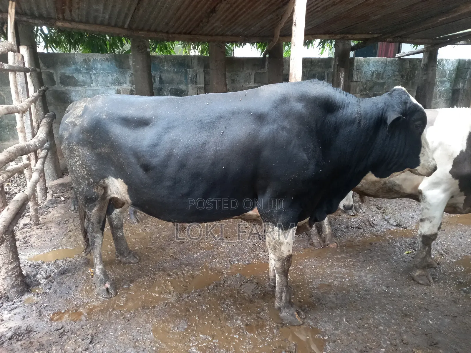 Holstein Friesian Bull