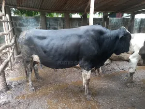Holstein Friesian Bull