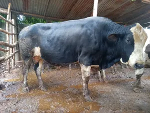 Holstein Friesian Bull