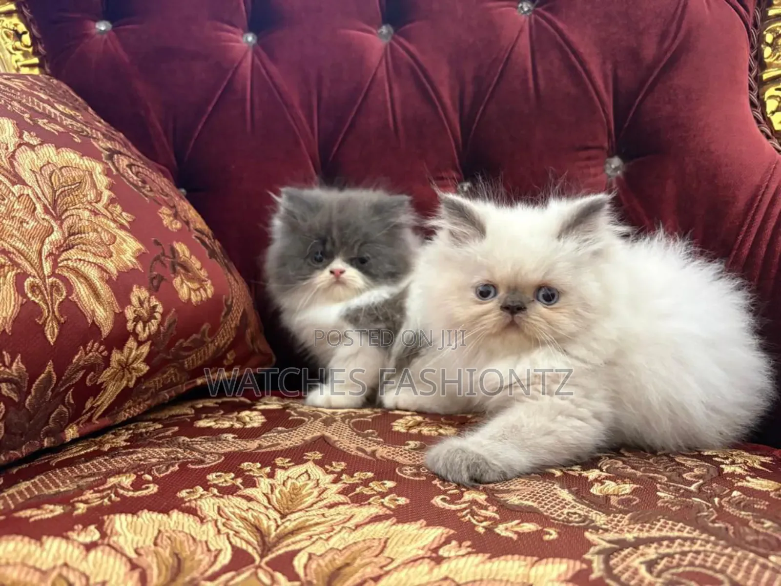 1-3 months Female Purebred Persian
