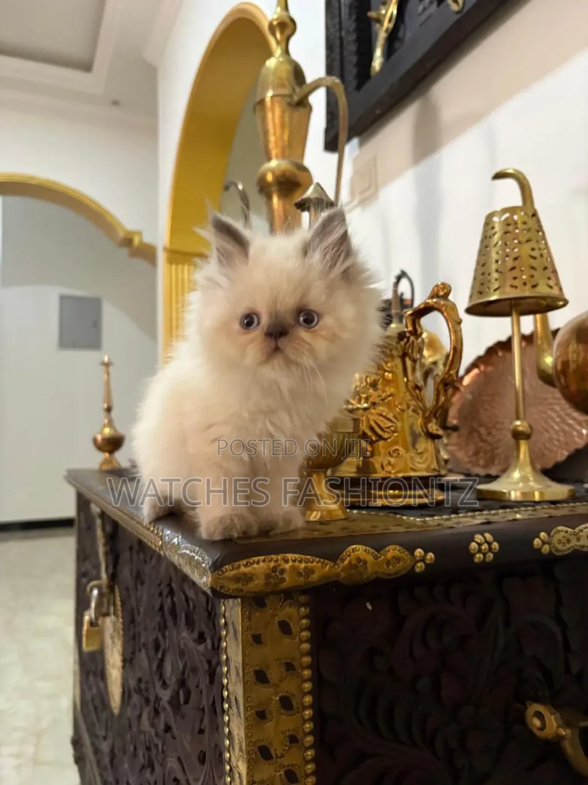 1-3 months Female Purebred Persian