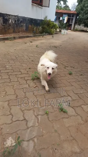 6-12 months Male Purebred American Eskimo