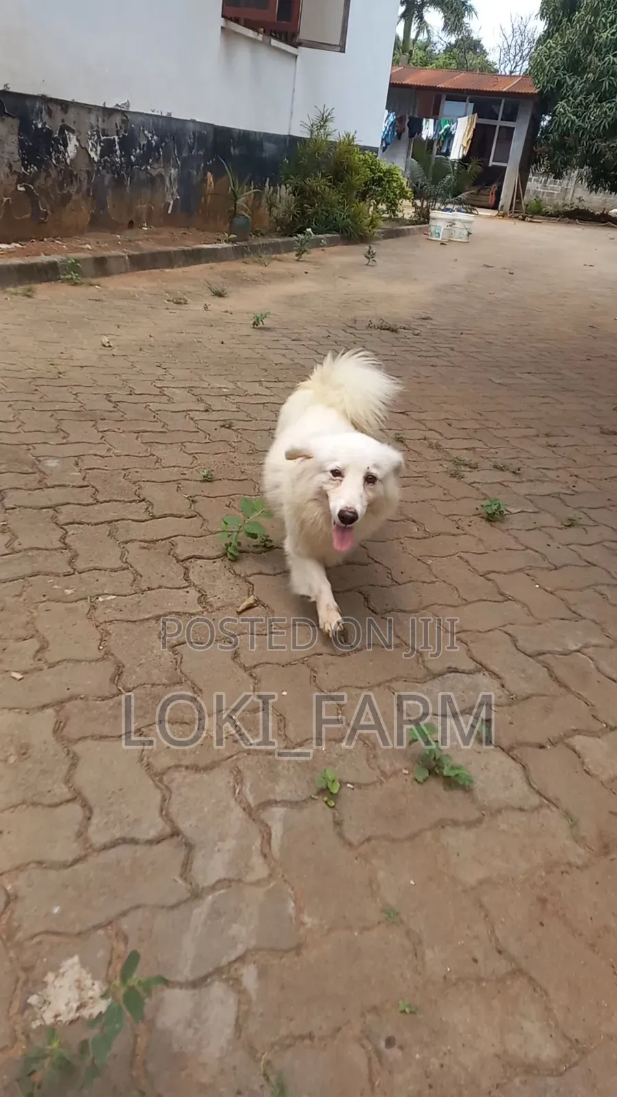 6-12 months Male Purebred American Eskimo