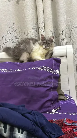 3-6 months Male Purebred Persian