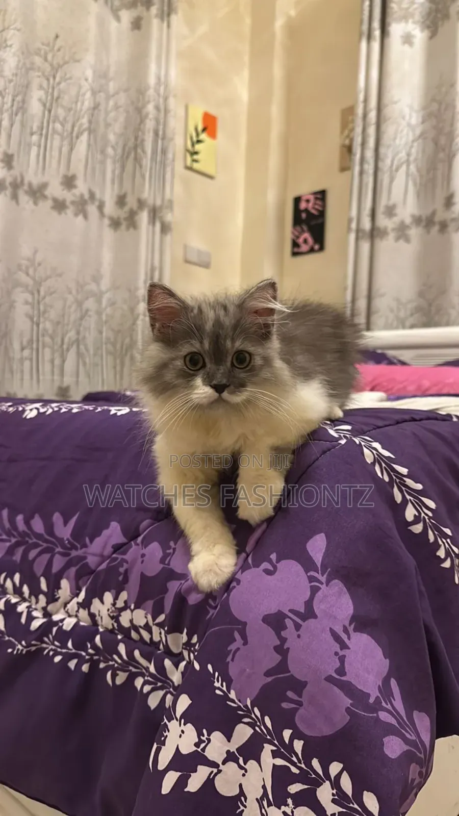 3-6 months Male Purebred Persian