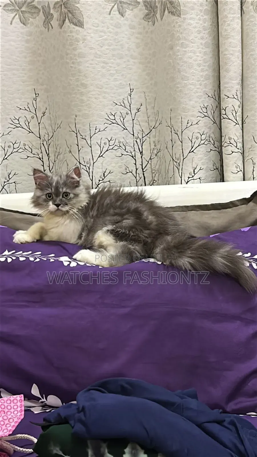 3-6 months Male Purebred Persian
