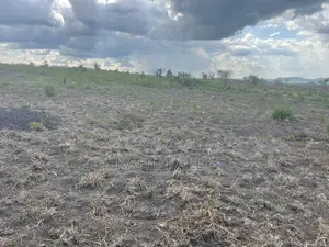Shamba Linauzwa Kiwangwa Hekari 50