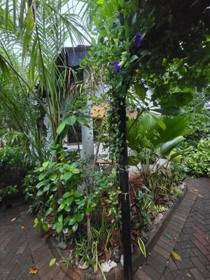 Furnished 1bdrm Apartment in Masaki for rent