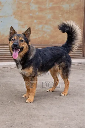 3-6 months Male Mixed Breed German Shepherd