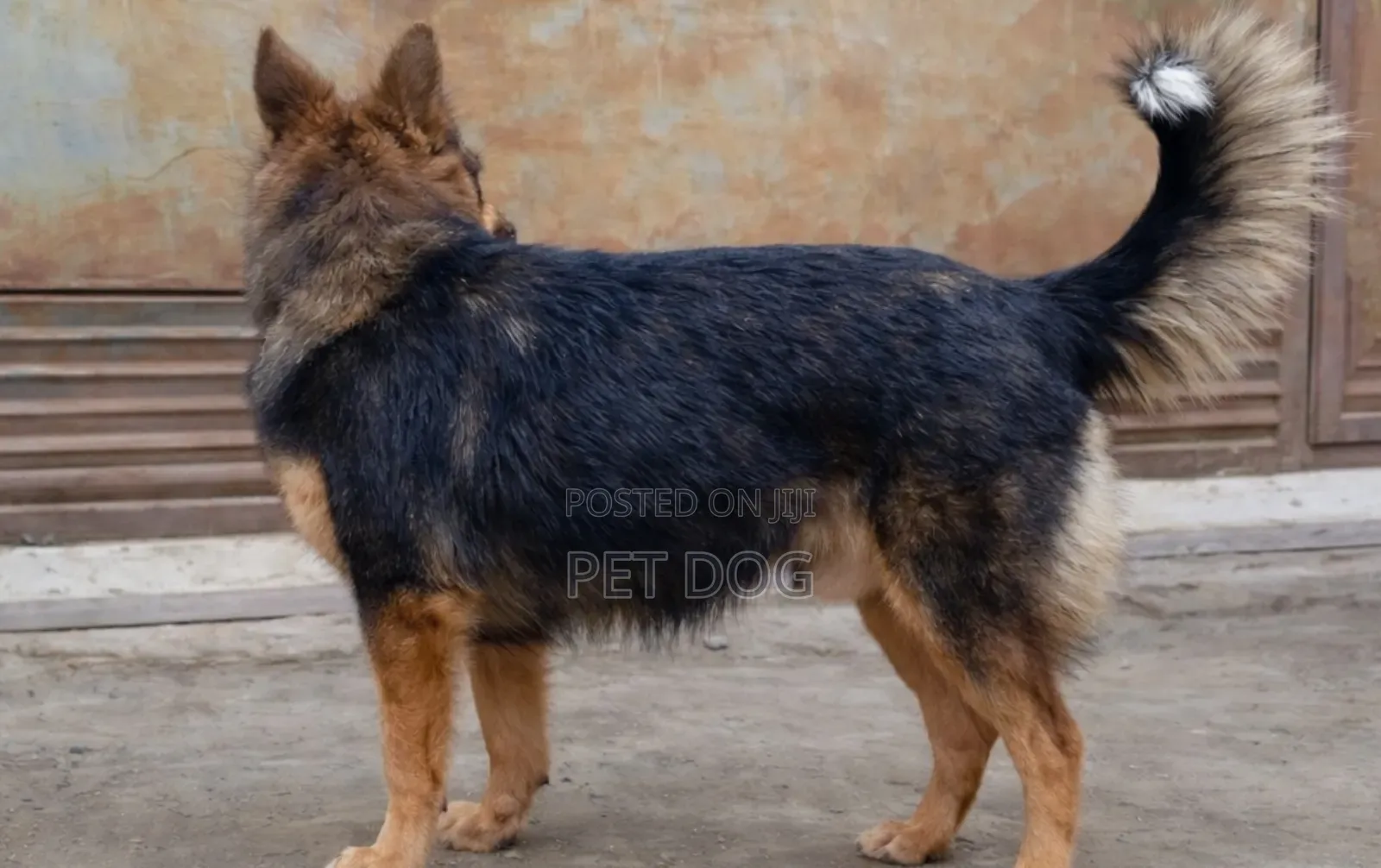 3-6 months Male Mixed Breed German Shepherd