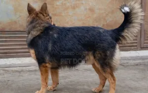 3-6 months Male Mixed Breed German Shepherd