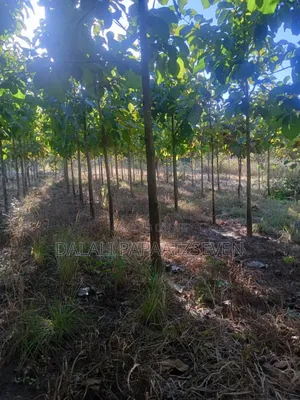 Eneo Lenye Ukubw Wa Heka Moja Na Lobo Linauzw Na Mitiki Lipo Morogoro