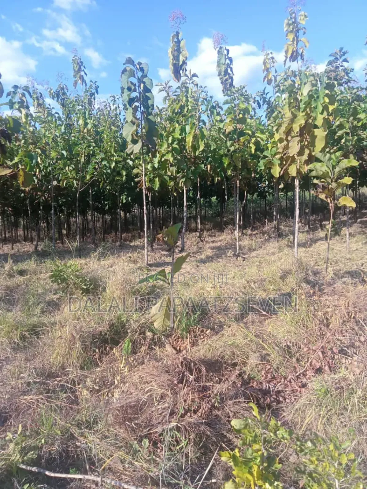 Eneo Lenye Ukubw Wa Heka Moja Na Lobo Linauzw Na Mitiki Lipo Morogoro