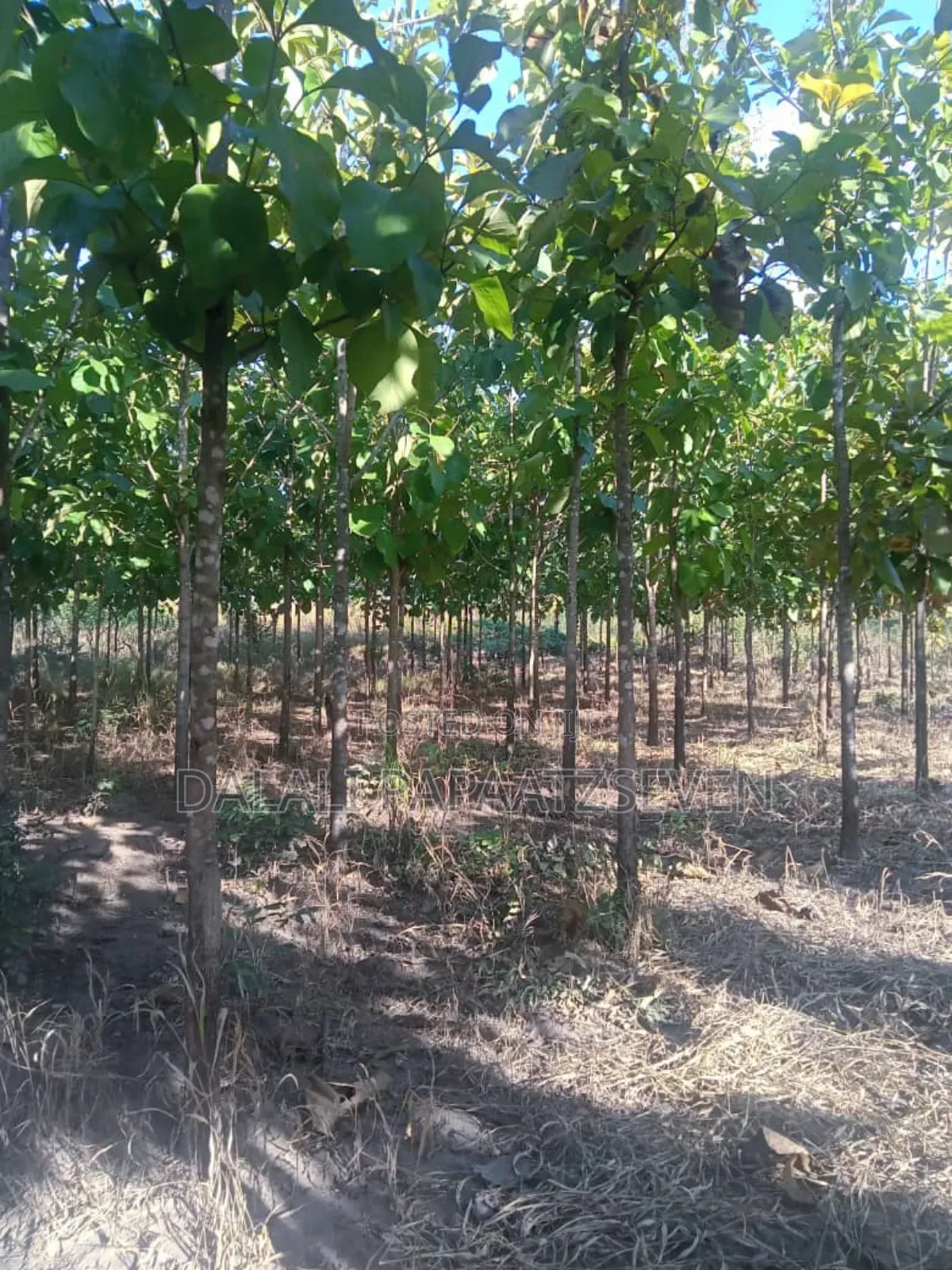 Eneo Lenye Ukubw Wa Heka Moja Na Lobo Linauzw Na Mitiki Lipo Morogoro