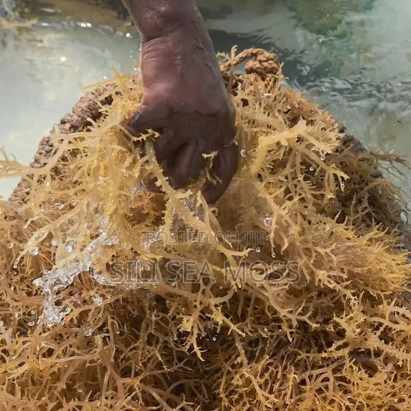 Zanzibar Sea Moss