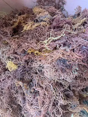Zanzibar Sea Moss