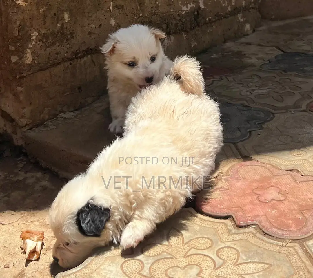 1-3 months Female Purebred Maltese