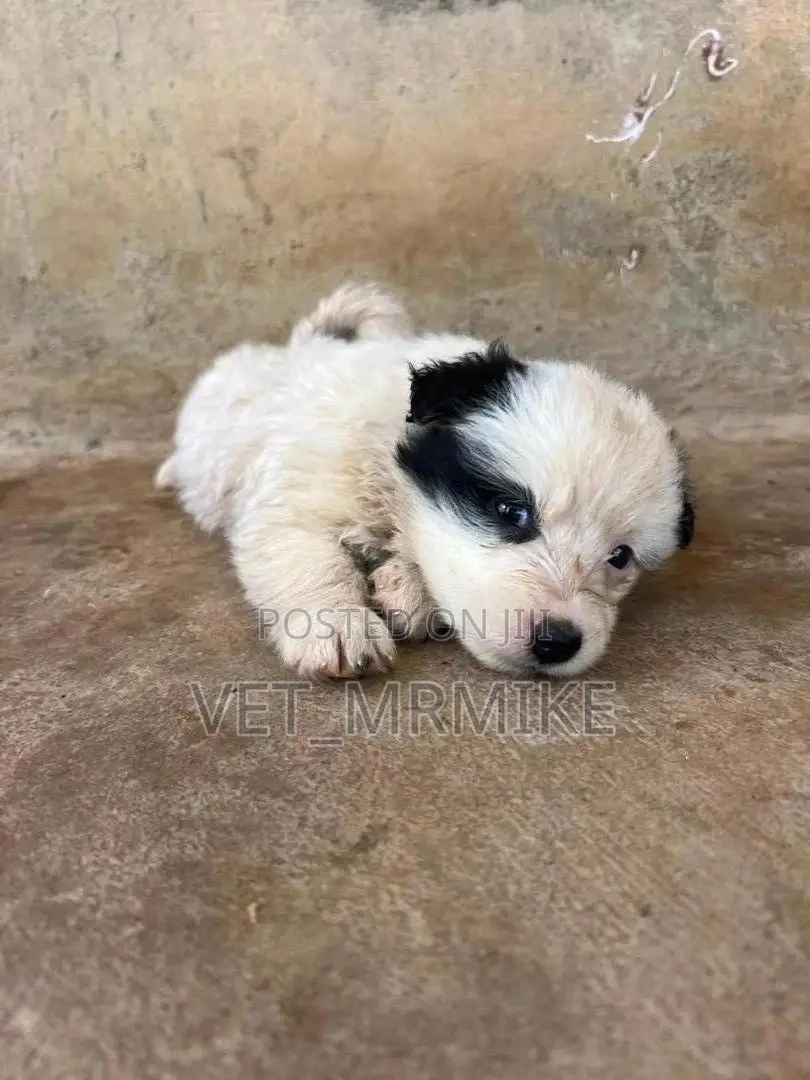 1-3 months Female Purebred Maltese