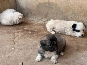 1-3 months Female Purebred Maltese