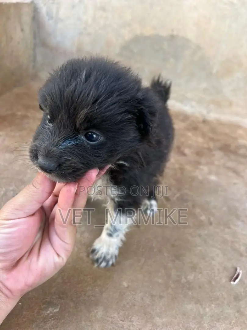 1-3 months Female Purebred Maltese