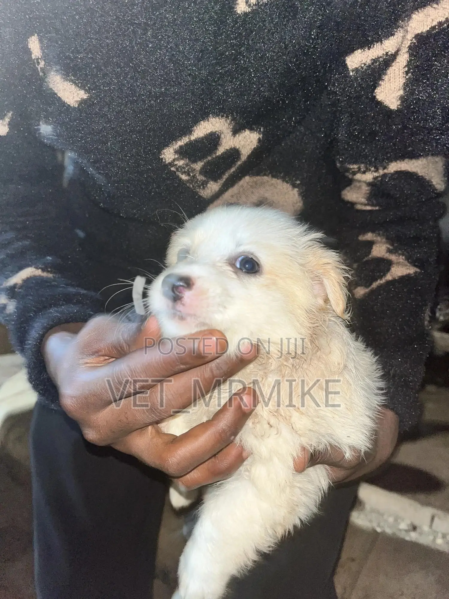 1-3 months Female Purebred Maltese
