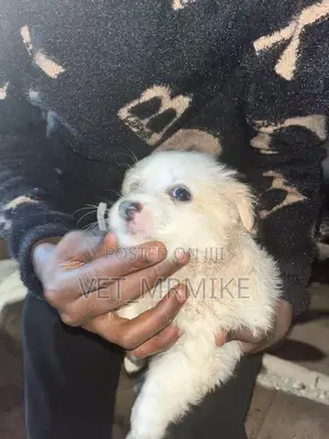 1-3 months Female Purebred Maltese