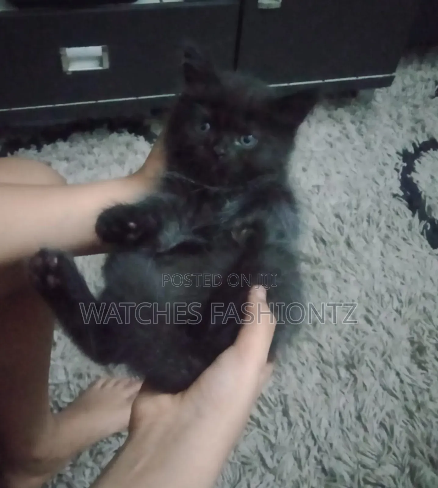 1-3 months Male Purebred Persian