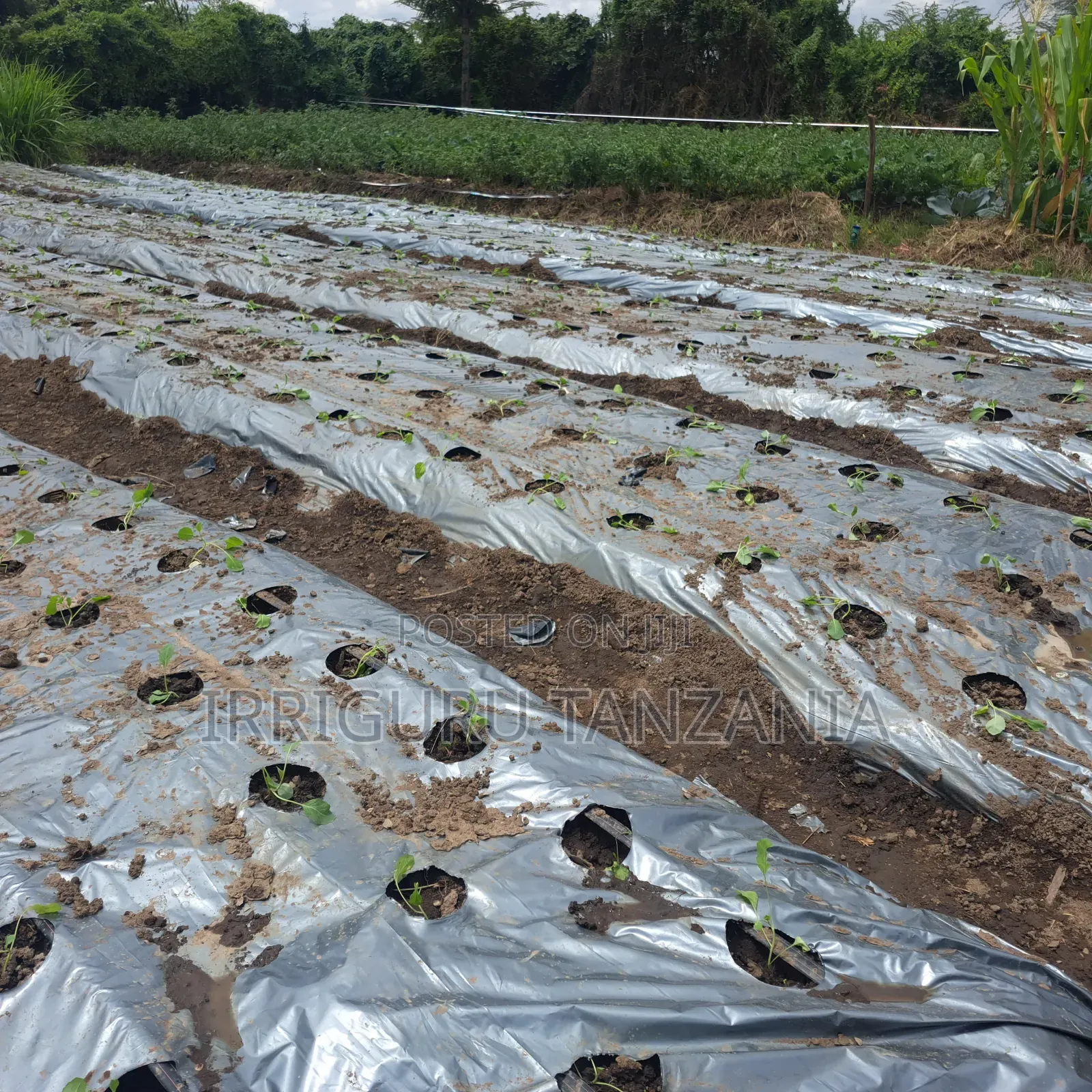 Biodegradable Mulching Film