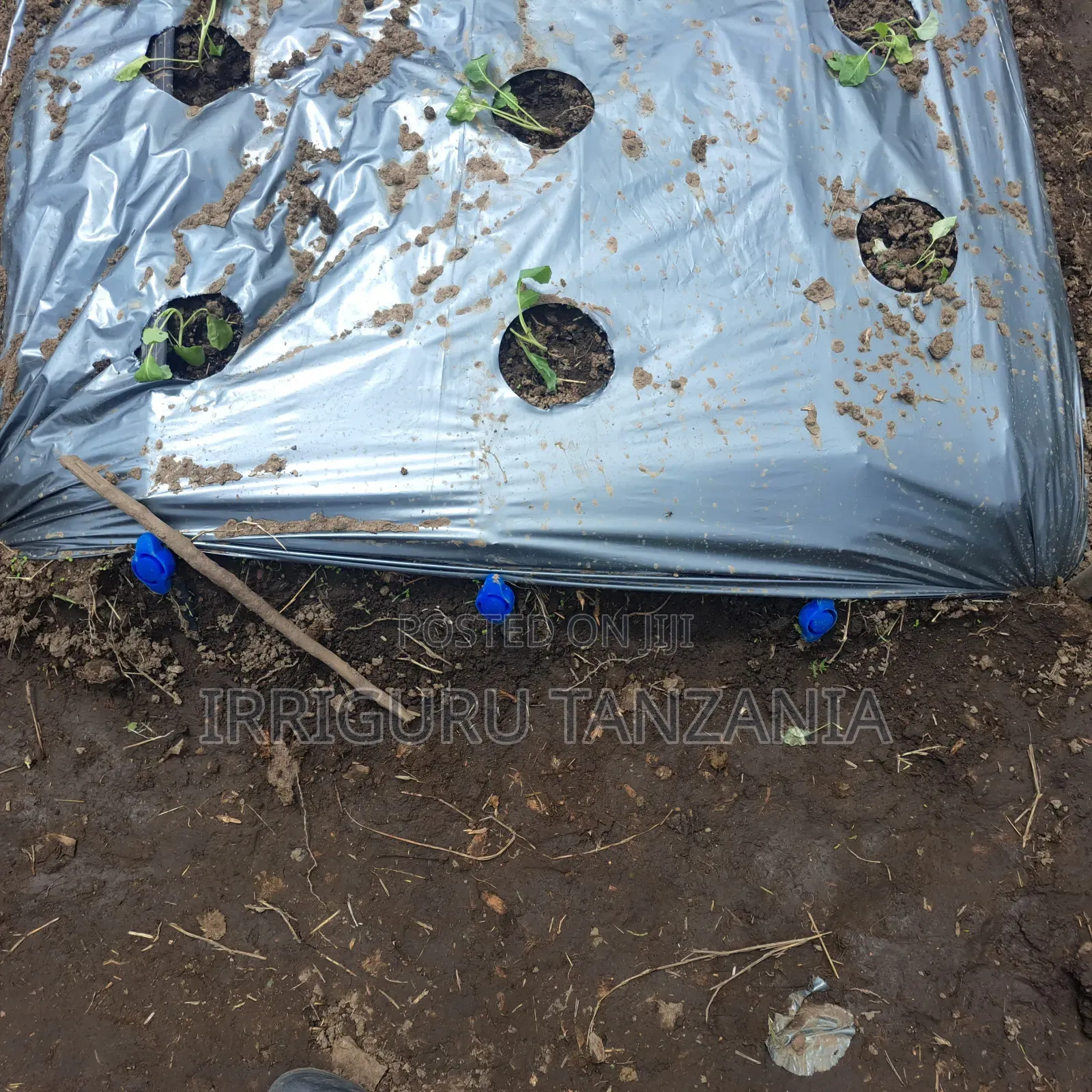 Silver/Black Mulch Film