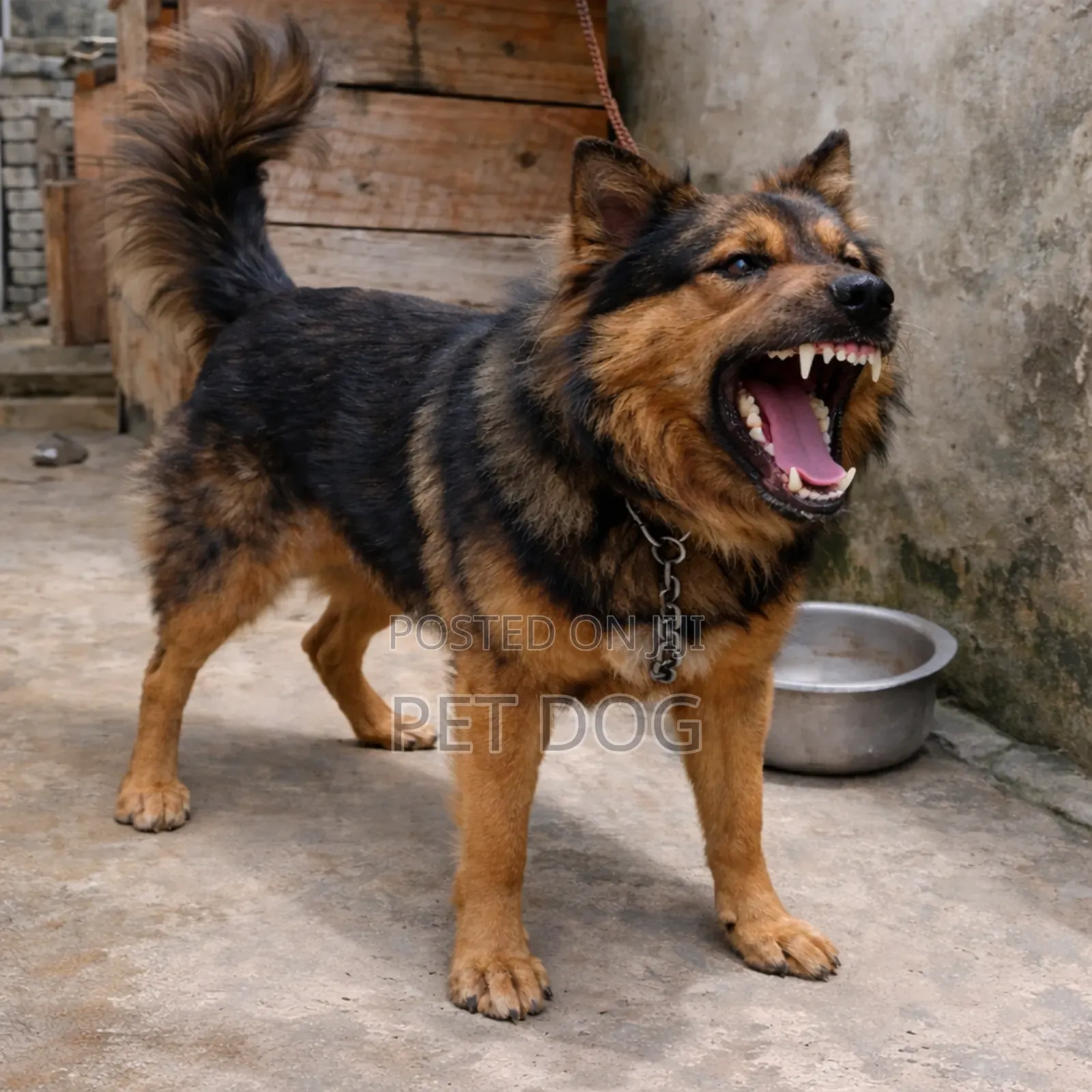 3-6 months Male Mixed Breed German Shepherd