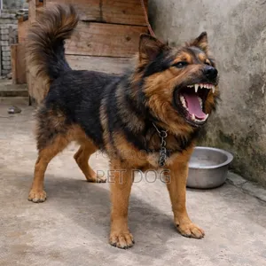 3-6 months Male Mixed Breed German Shepherd
