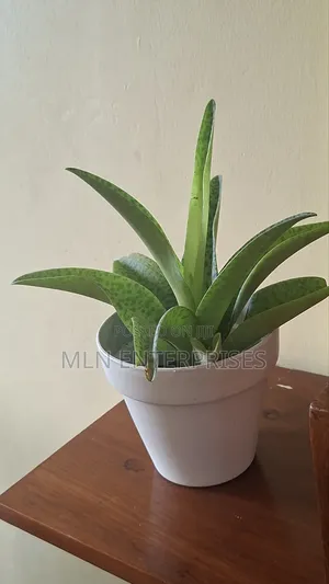 Indoor House Plants