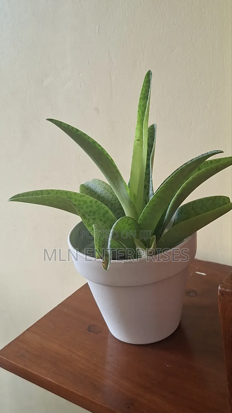 Indoor House Plants