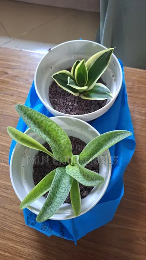 Indoor House Plants