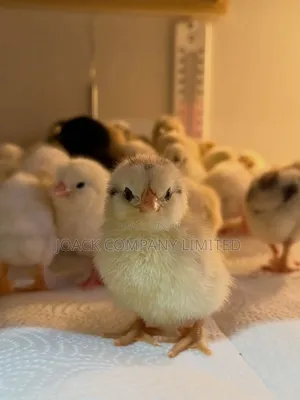 Tunauza Vifaranga Vya Broiler, Kuku Kienyeji, Kuroiler, Kuku Wa Mayai