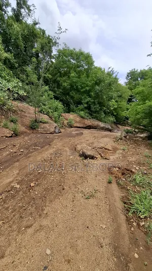 Permit Available Hector 150 for Pebbles in Msata