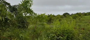 Viwanja Karibu Na Beach Mbutu