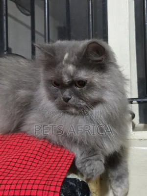 1+ year Female Purebred Persian