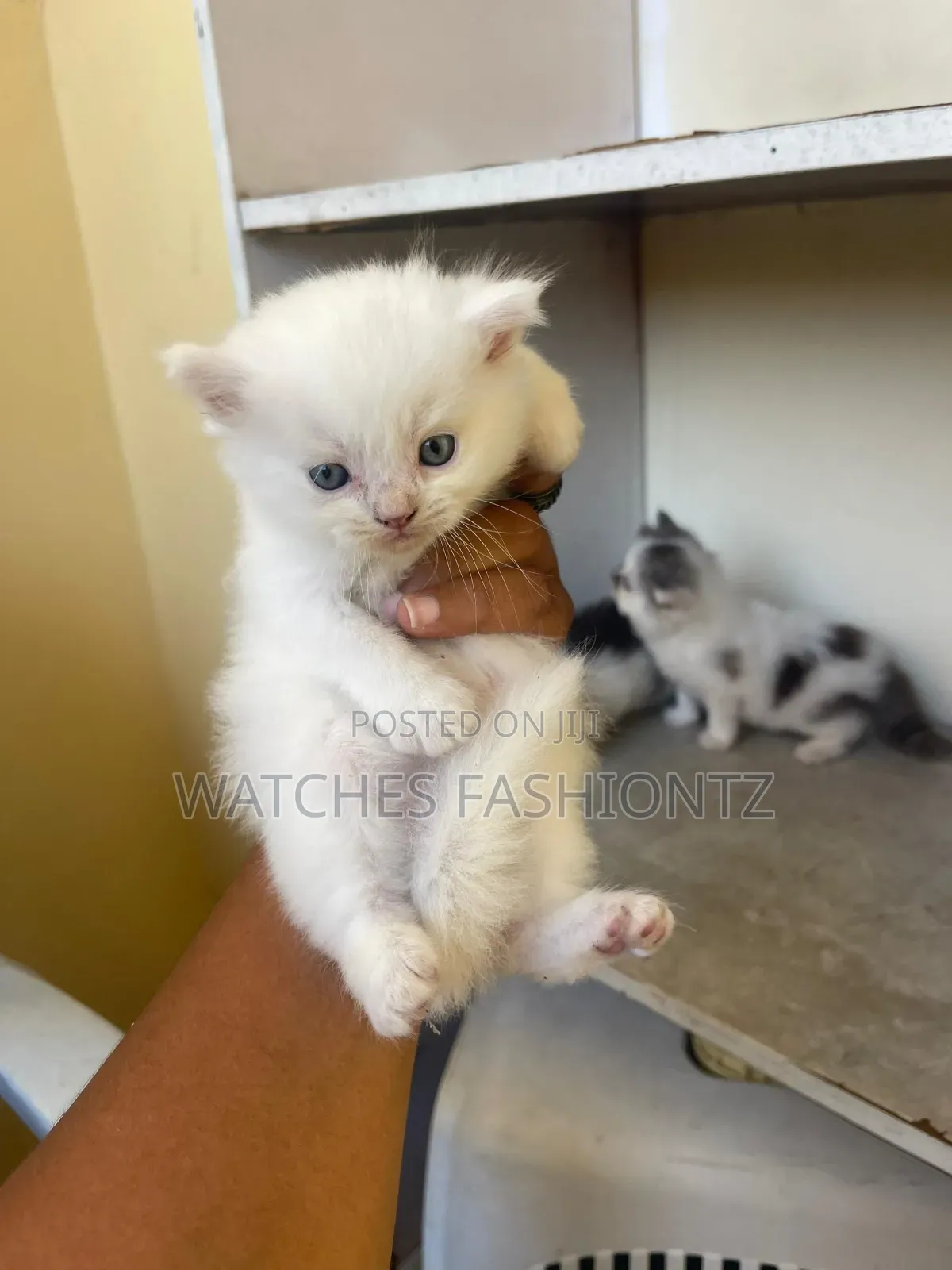 1-3 months Female Purebred Persian