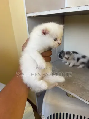 1-3 months Female Purebred Persian