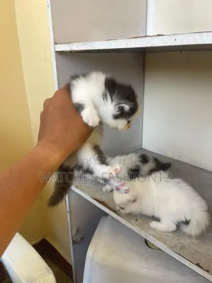 1-3 months Female Purebred Persian