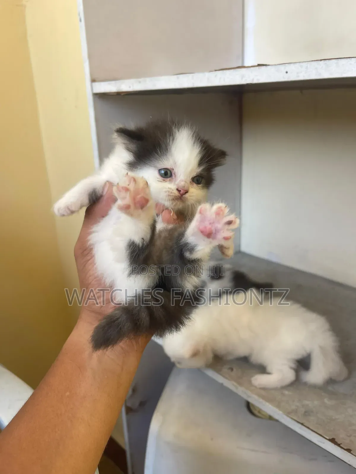 0-1 month Female Purebred Persian