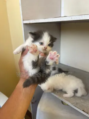 0-1 month Female Purebred Persian