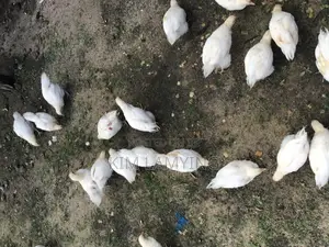 Kuku Wa Nyama Na Mayai