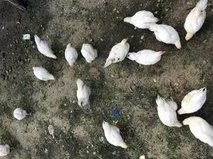 Kuku Wa Nyama Na Mayai