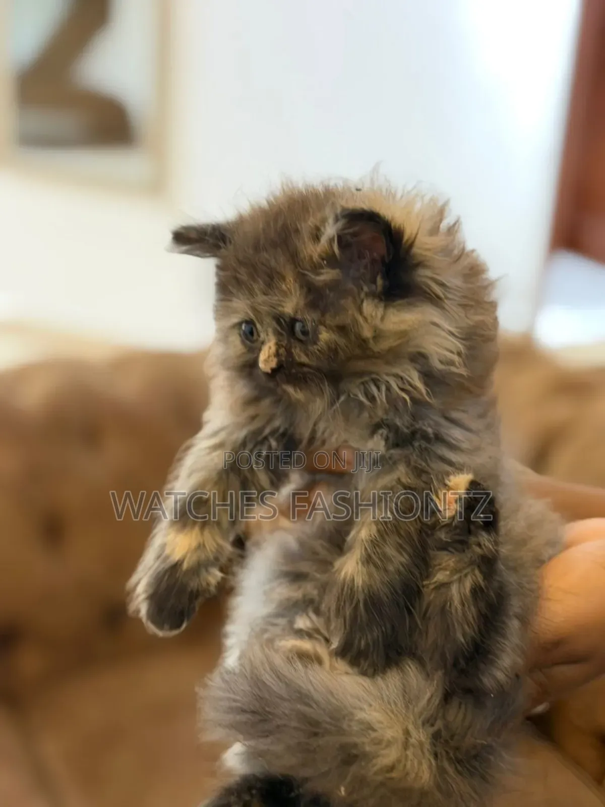 0-1 month Male Purebred Persian