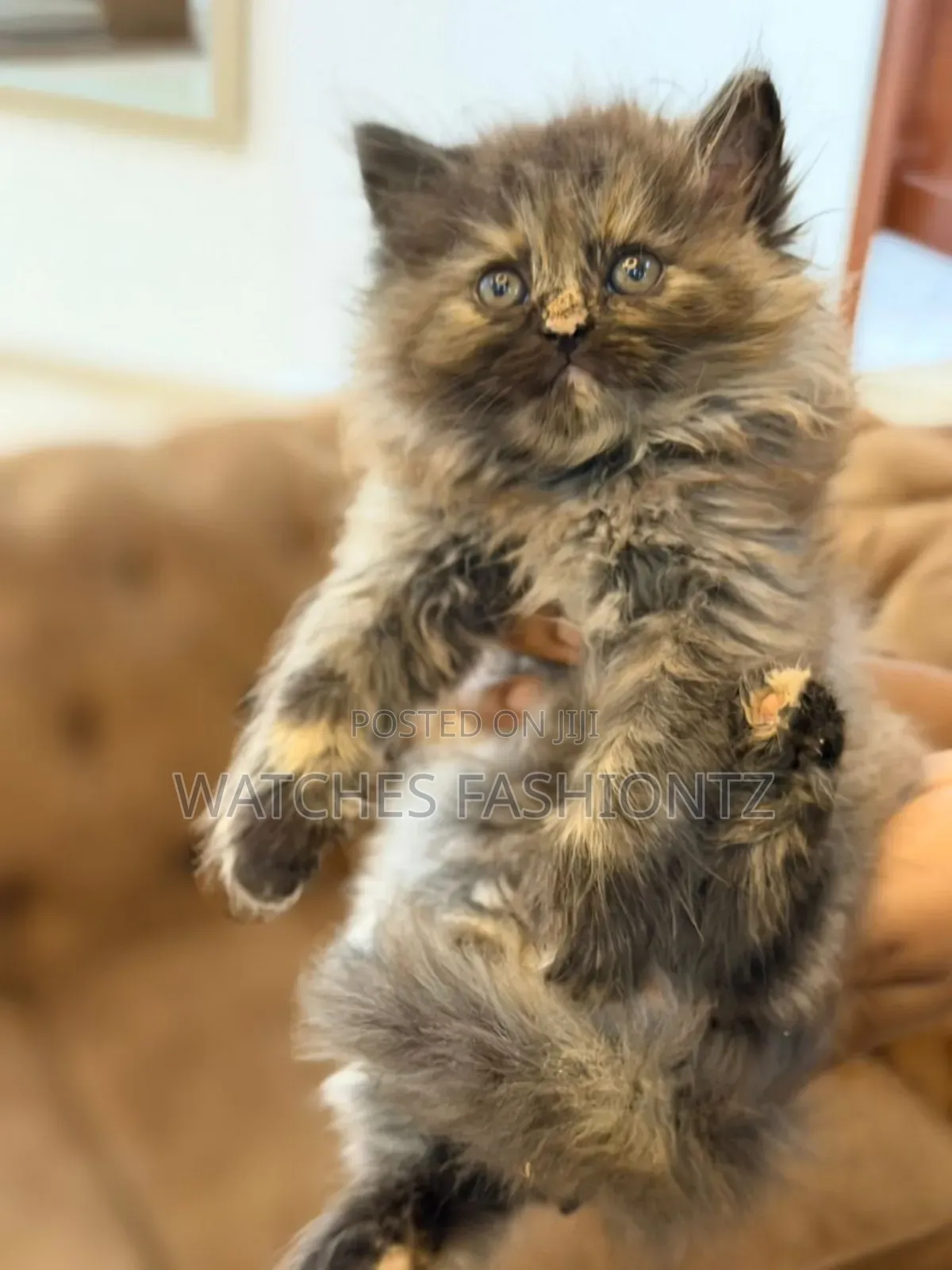 0-1 month Male Purebred Persian