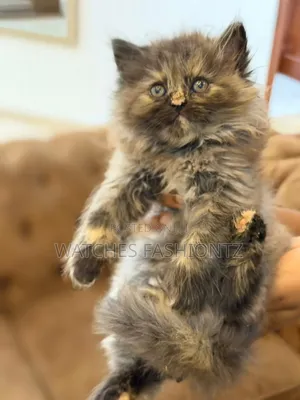 0-1 month Male Purebred Persian