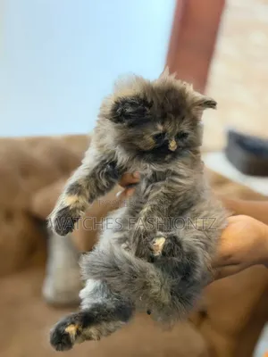0-1 month Male Purebred Persian