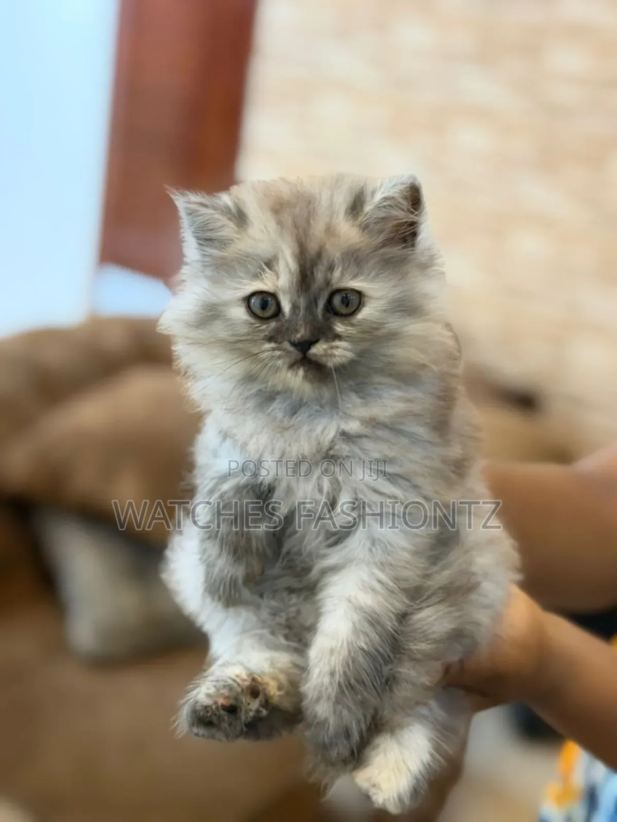 0-1 month Female Purebred Persian